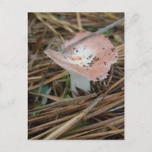 Rosa Mushroom OBX-vykort Vykort