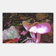 Rosa Mushroom