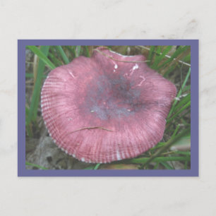 Rosa Mushroom-vykort Vykort