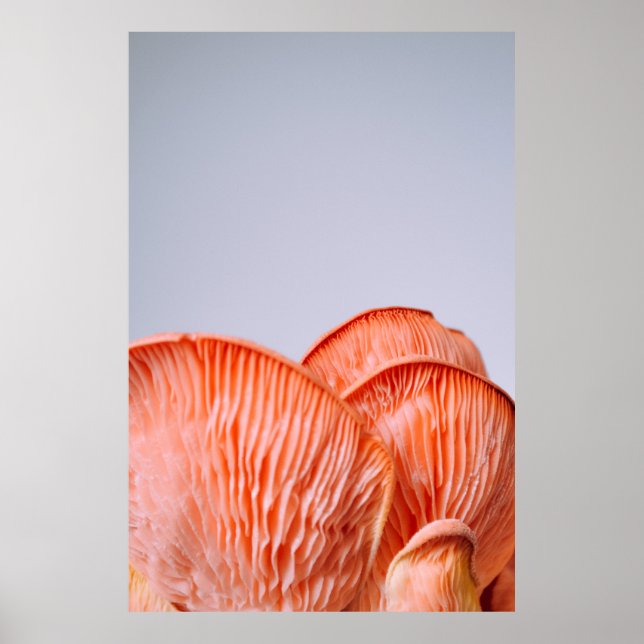 ROSA MUSHROOMS POSTER (Framsidan)
