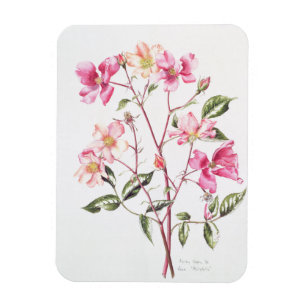 Rosa "Mutabilis" 1996 Magnet