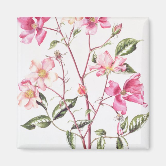 Rosa "Mutabilis" 1996 Magnet (Framsidan)