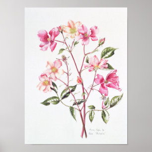 Rosa "Mutabilis" 1996 Poster
