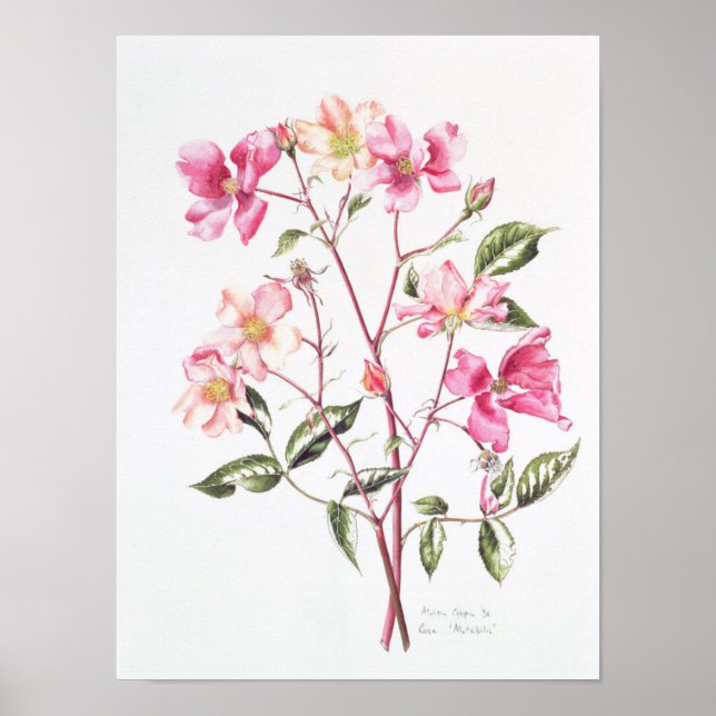 Rosa "Mutabilis" 1996 Poster (Framsidan)