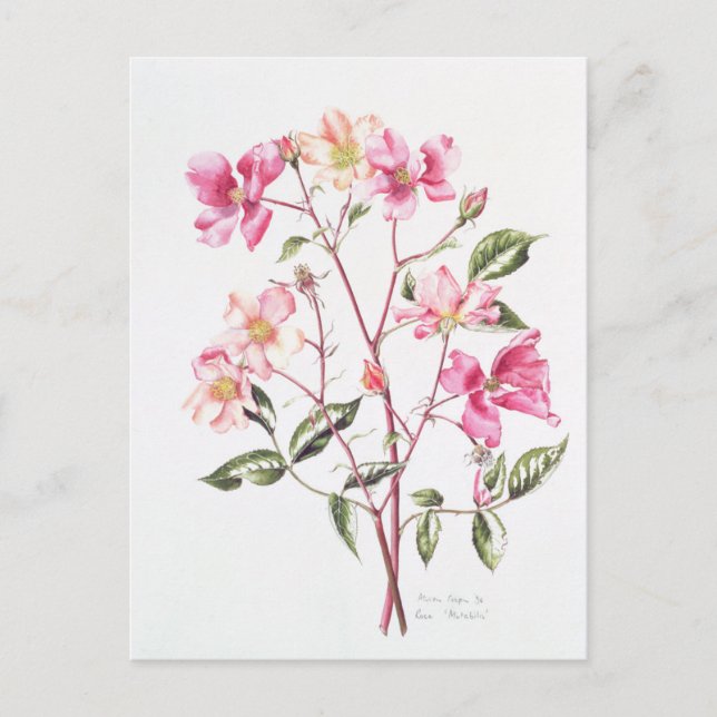 Rosa 'Mutabilis' 1996 Vykort (Framsida)