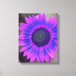 Rosa N Lila Solros Wrapped Canvas