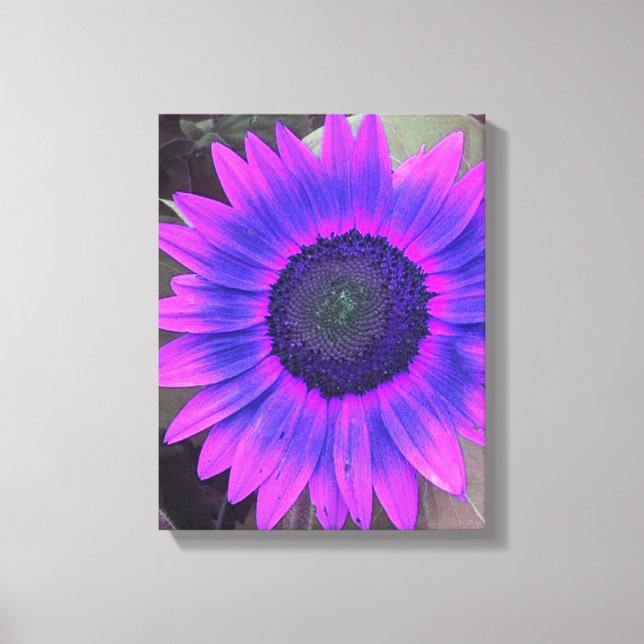 Rosa N Lila Solros Wrapped Canvas (Framsida)