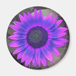 Rosa N lila Solrossolrosmagnenet Magnet