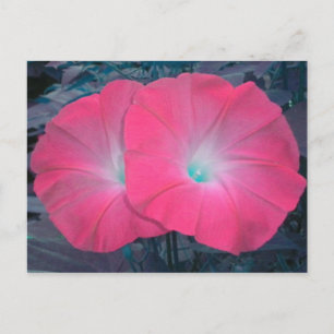 Rosa N Teal Morgonglasories vykort
