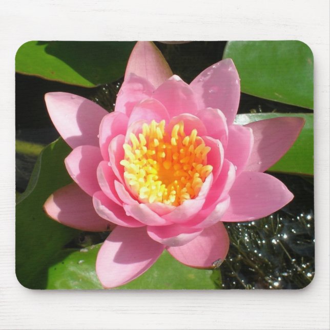 Rosa Näckros Musmatta (Framsidan)