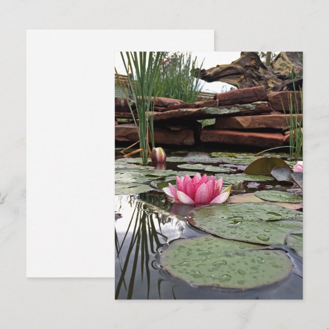 Rosa näckroser reflektioner fotografi vykort (Fram/baksida)