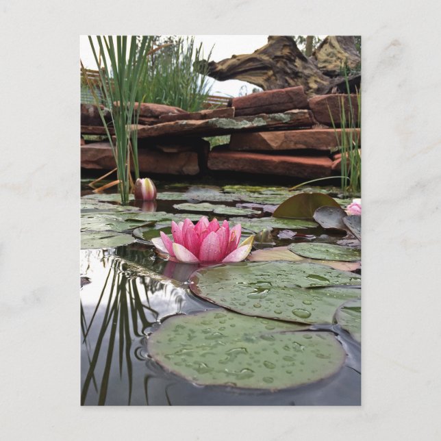 Rosa näckroser reflexion fotografi vykort (Framsida)