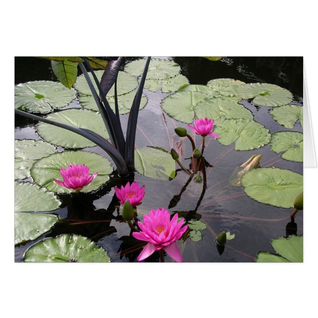 Rosa näckrosor hälsningskort (Framsidan Horizontal)