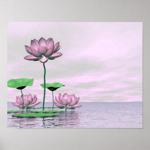 Rosa näckrosor och lotusblommablommor poster
