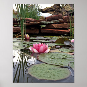 Rosa näckrosor & Reflektioner Fotografi Poster