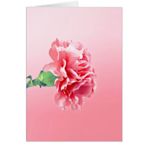 Rosa nejlika OBS kort