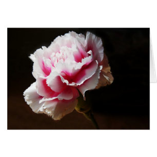 Rosa nejlikaDianthusblomma Hälsningskort