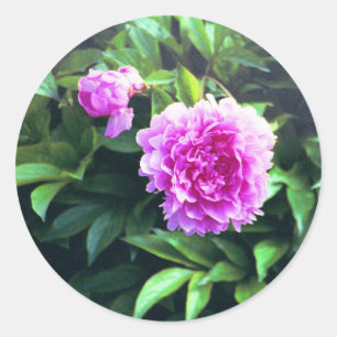 Rosa nejlikaroknopp & blom runt klistermärke