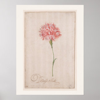 Rosa Nejlikor av van der Ast - Vintage Teckning Poster