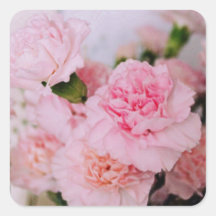 rosa nejlikor blommor vintage stil fotografering