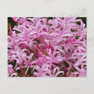 Rosa Nerine Flowers vykort