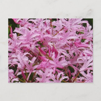 Rosa Nerine Flowers vykort