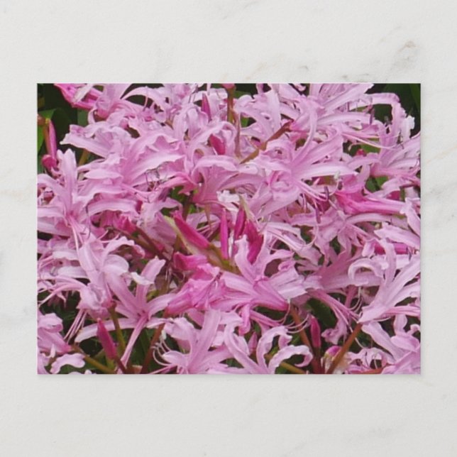 Rosa Nerine Flowers vykort (Framsida)