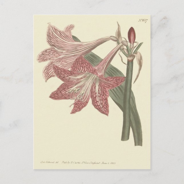 Rosa Netted Veining Amaryllis Illustration Vykort (Framsida)