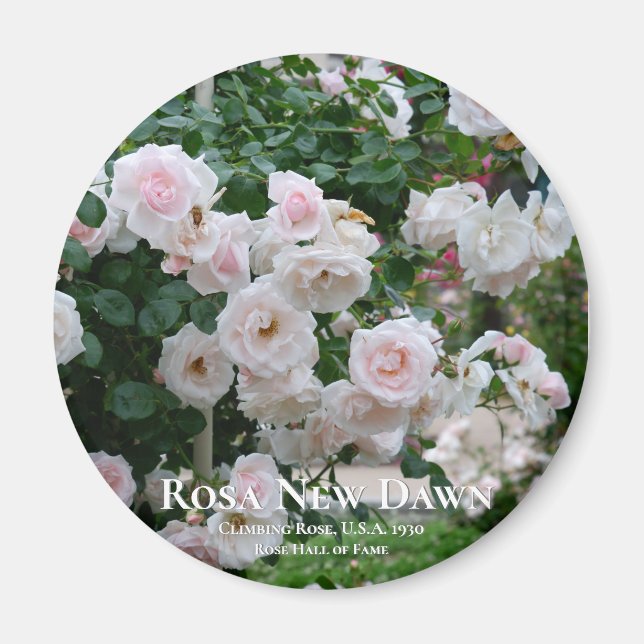 Rosa New Dawn Magnet (Framsidan)