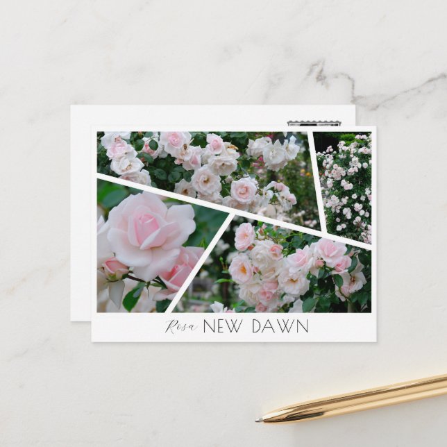  Rosa New Dawn Vykort (Fram/Back In Situ)