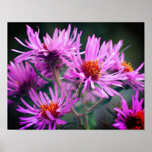 Rosa New England Aster Flowers Poster