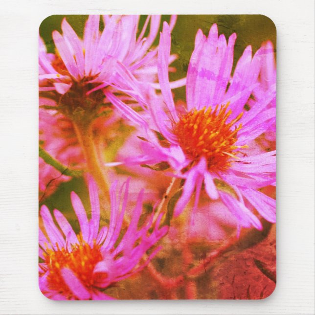 Rosa New England Asters Flower Art Musmatta (Framsidan)