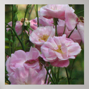 Rosa Noisette Ro Poster