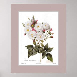 Rosa noisettiana, beställnings- gräns poster