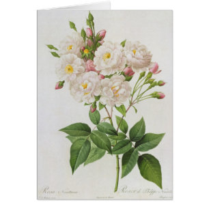 Rosa Noisettiana, from'Lesro Hälsningskort