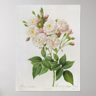 Rosa Noisettiana, from'Lesro Poster