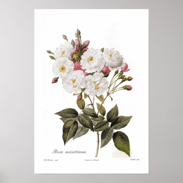 Rosa noisettiana poster (Framsidan)