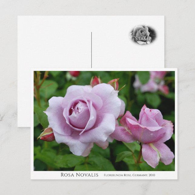 Rosa Novalis Vykort (Fram/baksida)