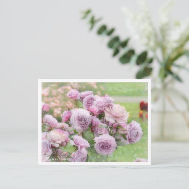 Rosa Novalis Vykort (Stående Fram)