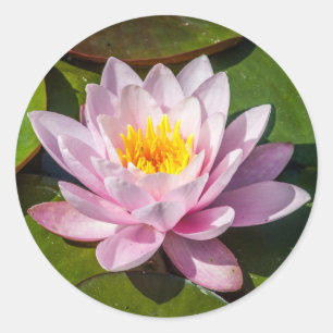 Rosa Nuphar Lutea Vatten Lily Flower i Fullt Bloom Runt Klistermärke