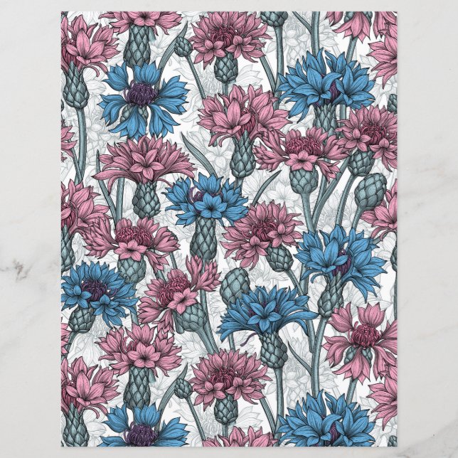 Rosa och blå kornblommor, vilda blommor på vit bak (Framsida)
