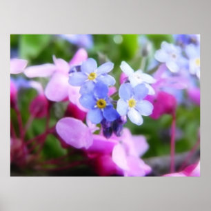Rosa och blå Vår blommor Poster