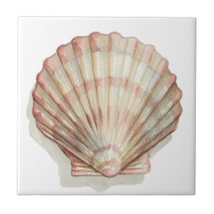 Rosa och Cream Seashell Kakelplatta