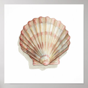 Rosa och Cream Seashell Poster
