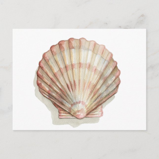 Rosa och Cream Seashell Vykort (Framsida)