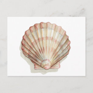 Rosa och Cream Seashell Vykort