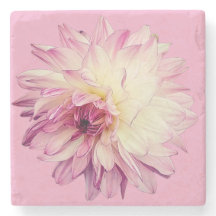 Rosa och gräddblomma