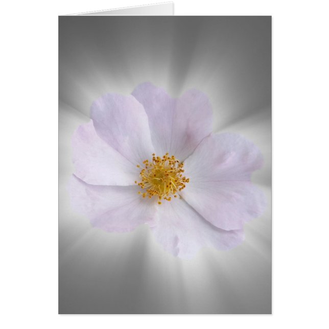 rosa och grått hälsningskort (Framsidan)