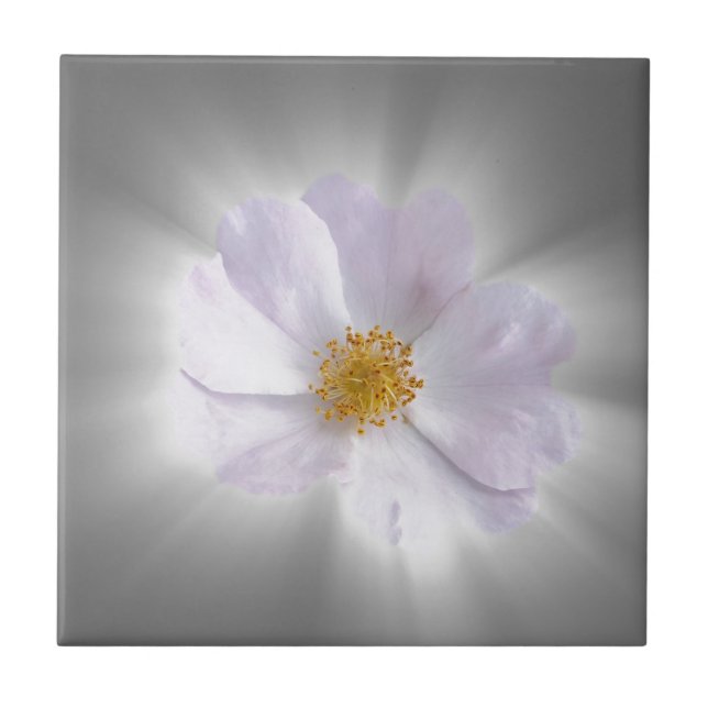 rosa och grått kakelplatta (Framsidan)