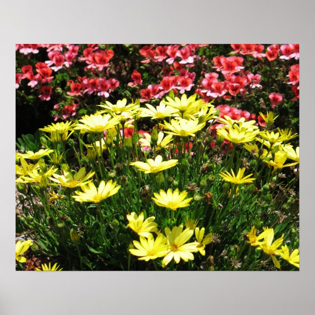 Rosa och Gula blommor Poster (Framsidan)